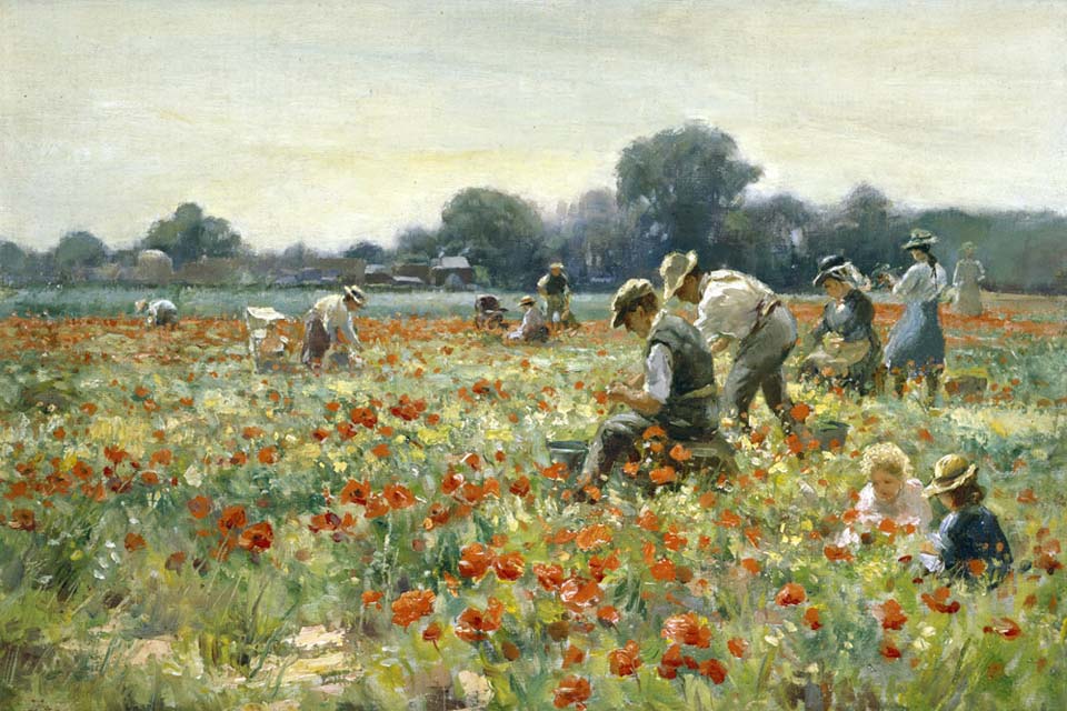 The poppy field - 2