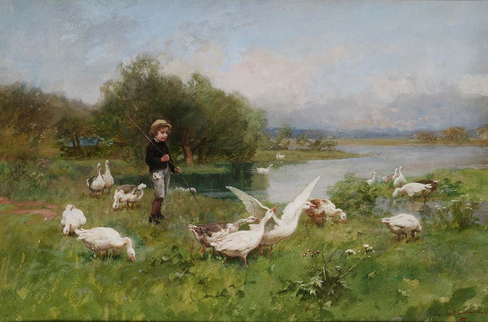 Young boy tending geeses
