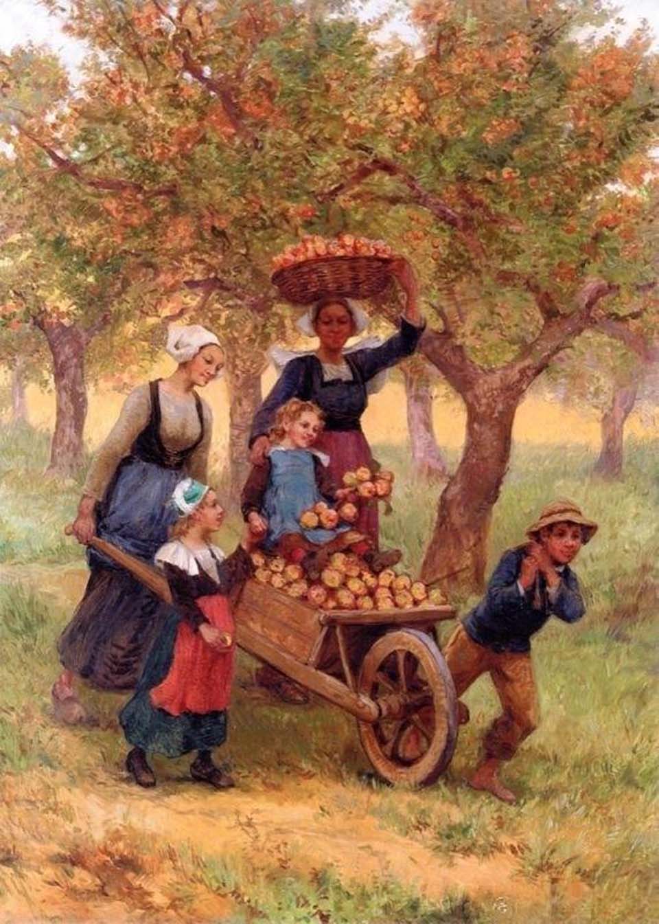Récolte des pommes