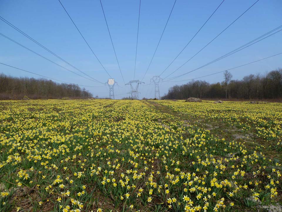 Un million de jonquilles sauvages à Vert-Saint-Denis