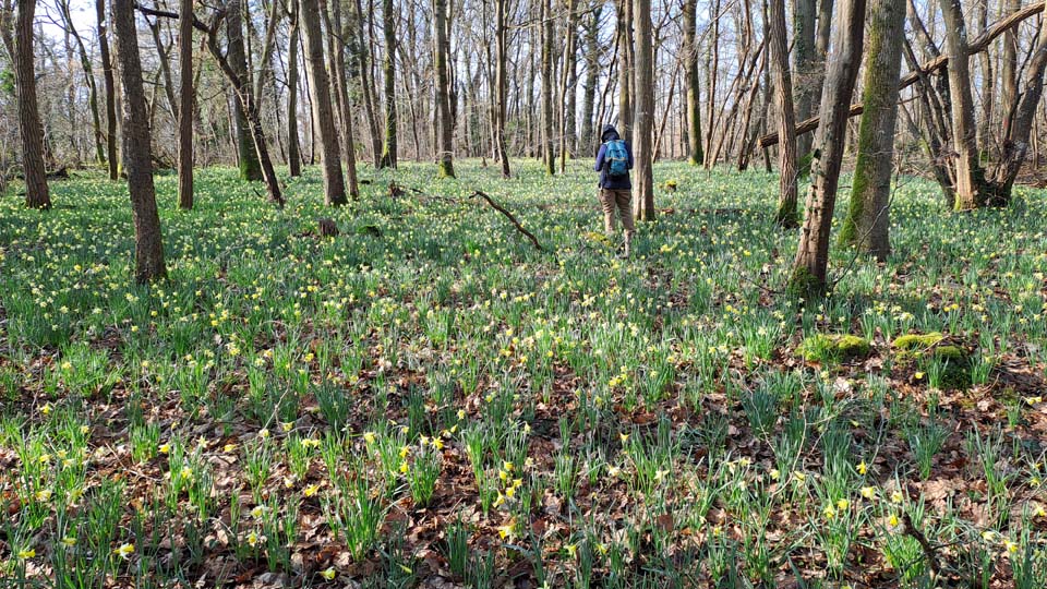 Jonquilles à Chartrettes (La Croix Brisée, Bois de Givry)