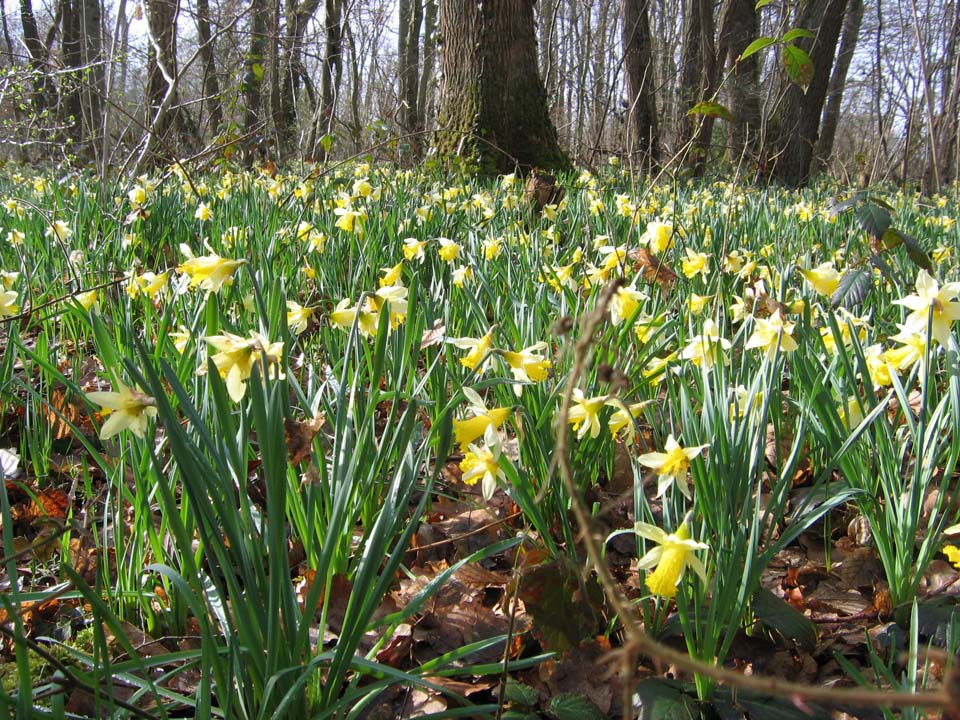 Jonquilles à Chartrettes (La Croix Brisée, Bois de Givry)