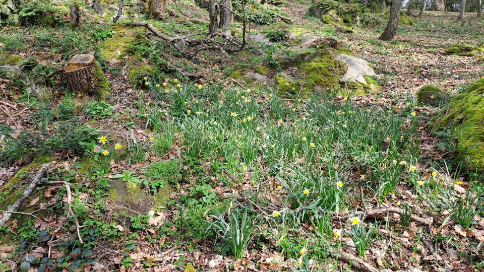 Jonquilles à Busseau (Villiers-sous-Grez)