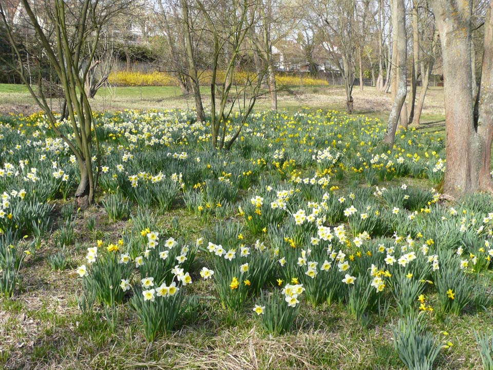 tapis de jonquilles au Parc Départemental du Morbras à Ormesson-sur-Marne (Val-de-Marne)