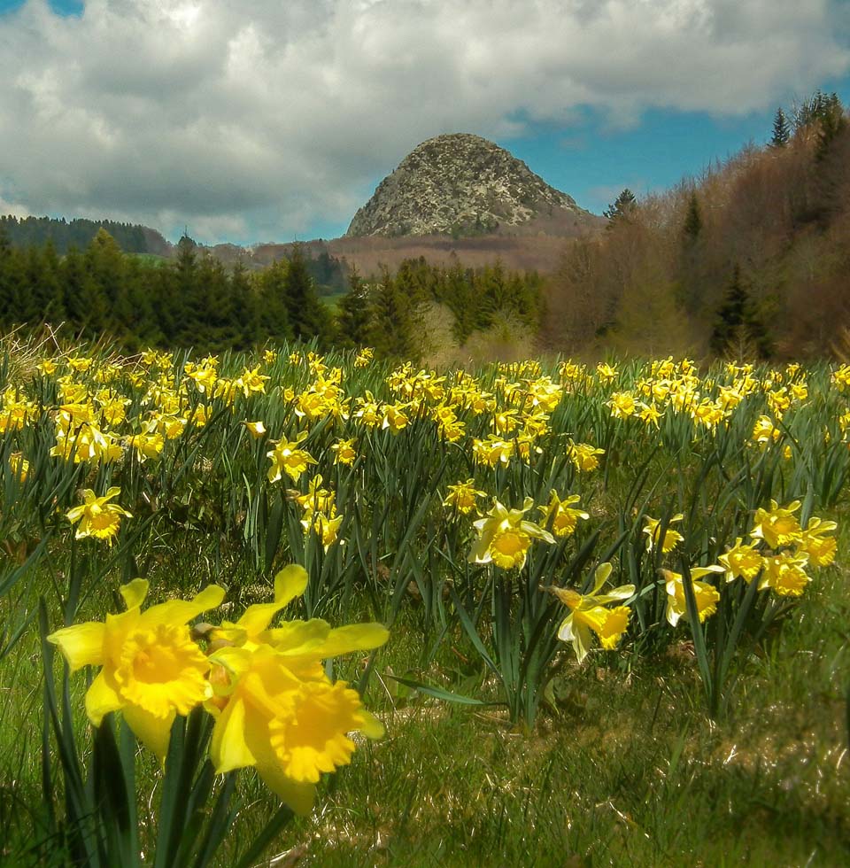 Jonquilles au Mont Gerbier de Jonc (Haute-Loire)