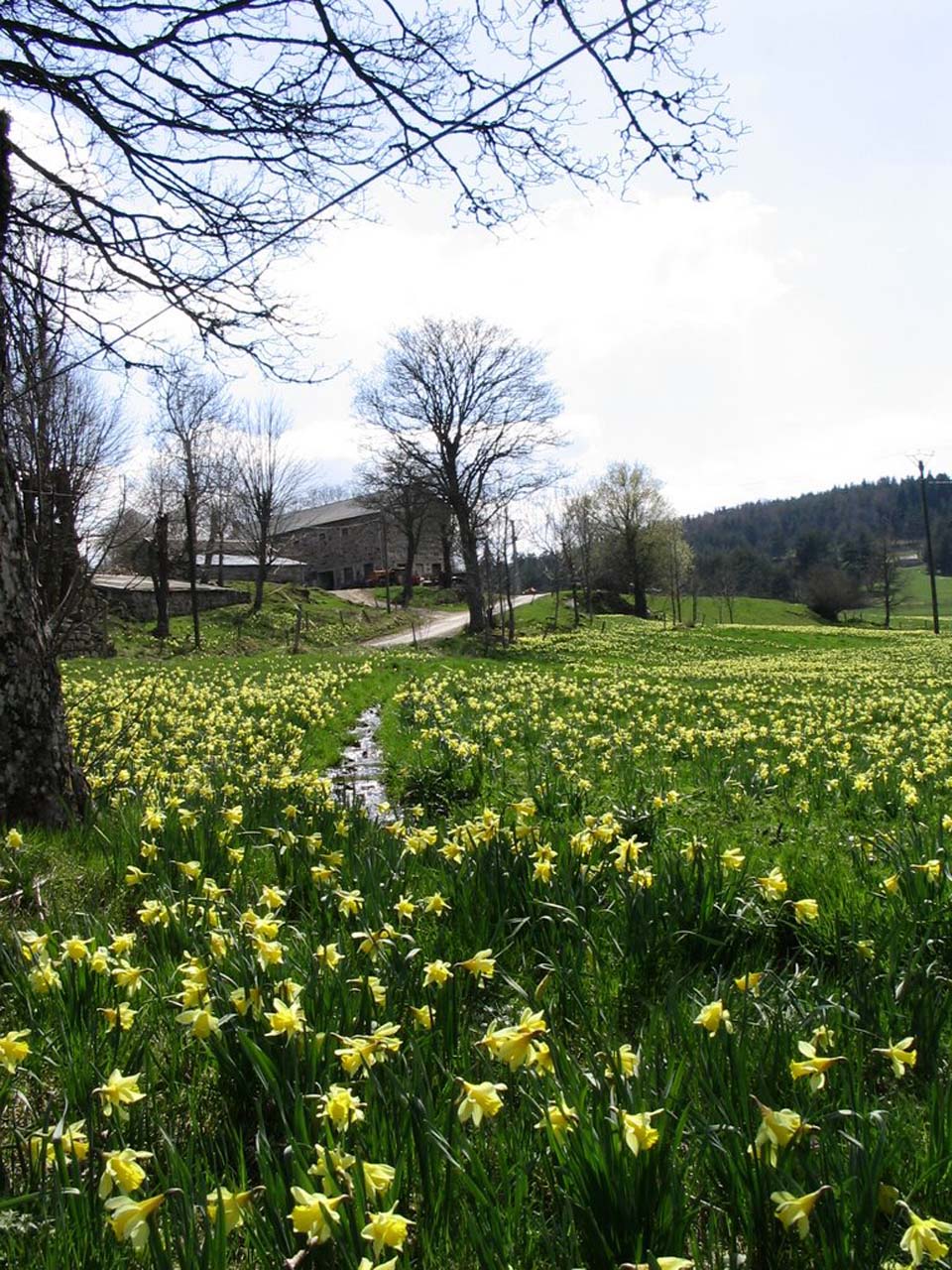 Jonquilles aux Saliques à Le Chambon-sur-Lignon (Haute-Loire)