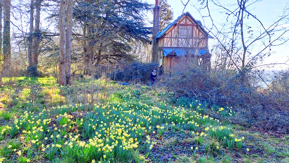 Jonquilles au chalet du Pavillon Royal dans la Forêt Régionale de Rougeau (Nandy)