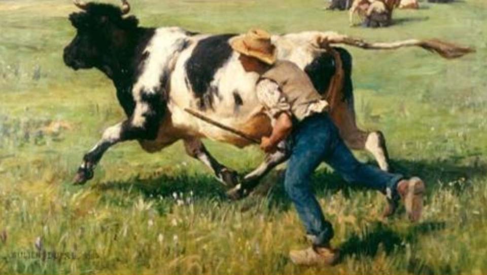 The escaped cow