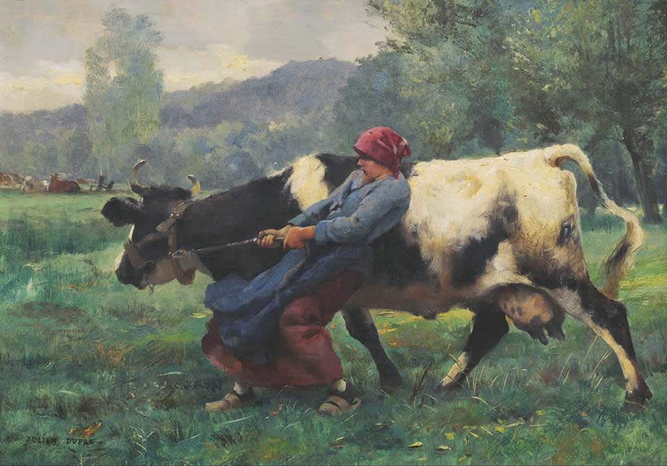 The stubborn cow