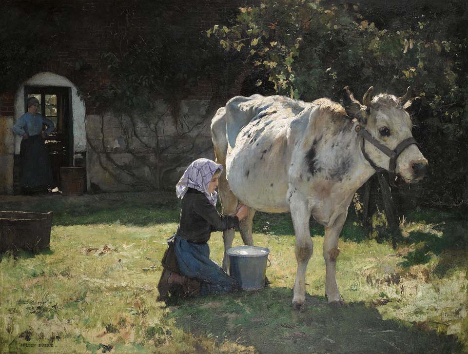The white cow