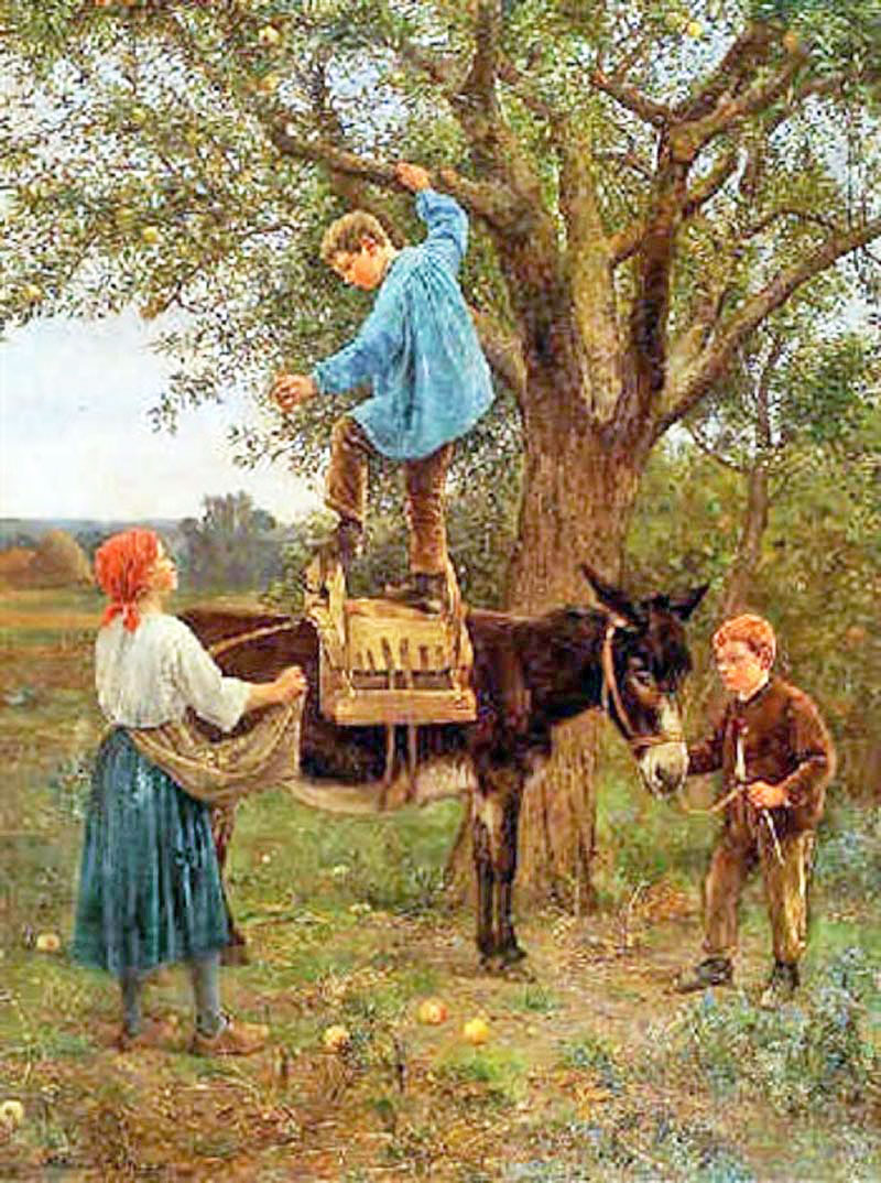 Apple picking