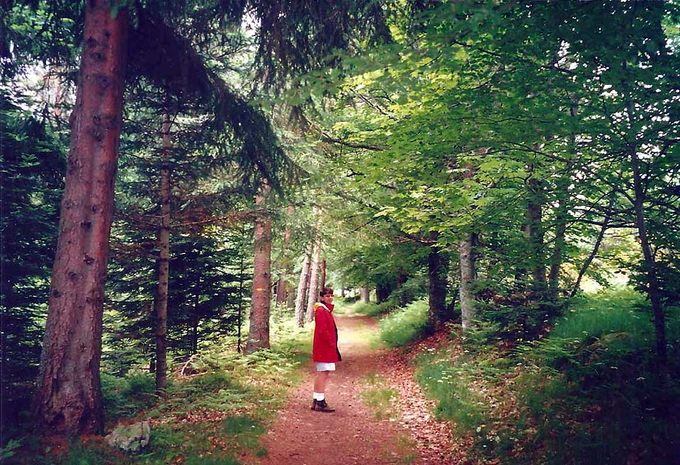 forêt typique entre La Fayolle et Les Basties