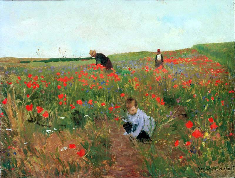 Poppies in a field