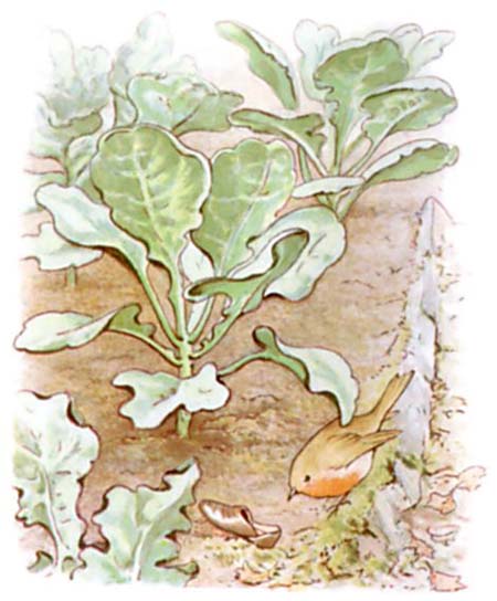 Beatrix Potter Le conte de Pierre Lapin