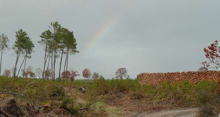 Pluie et arc-en-ciel prs de Bacquesserre - novembre 2009 - Commensacq - Landes