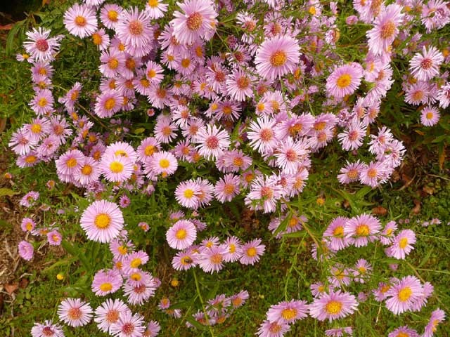 Les asters de Mamytane butins par les abeilles