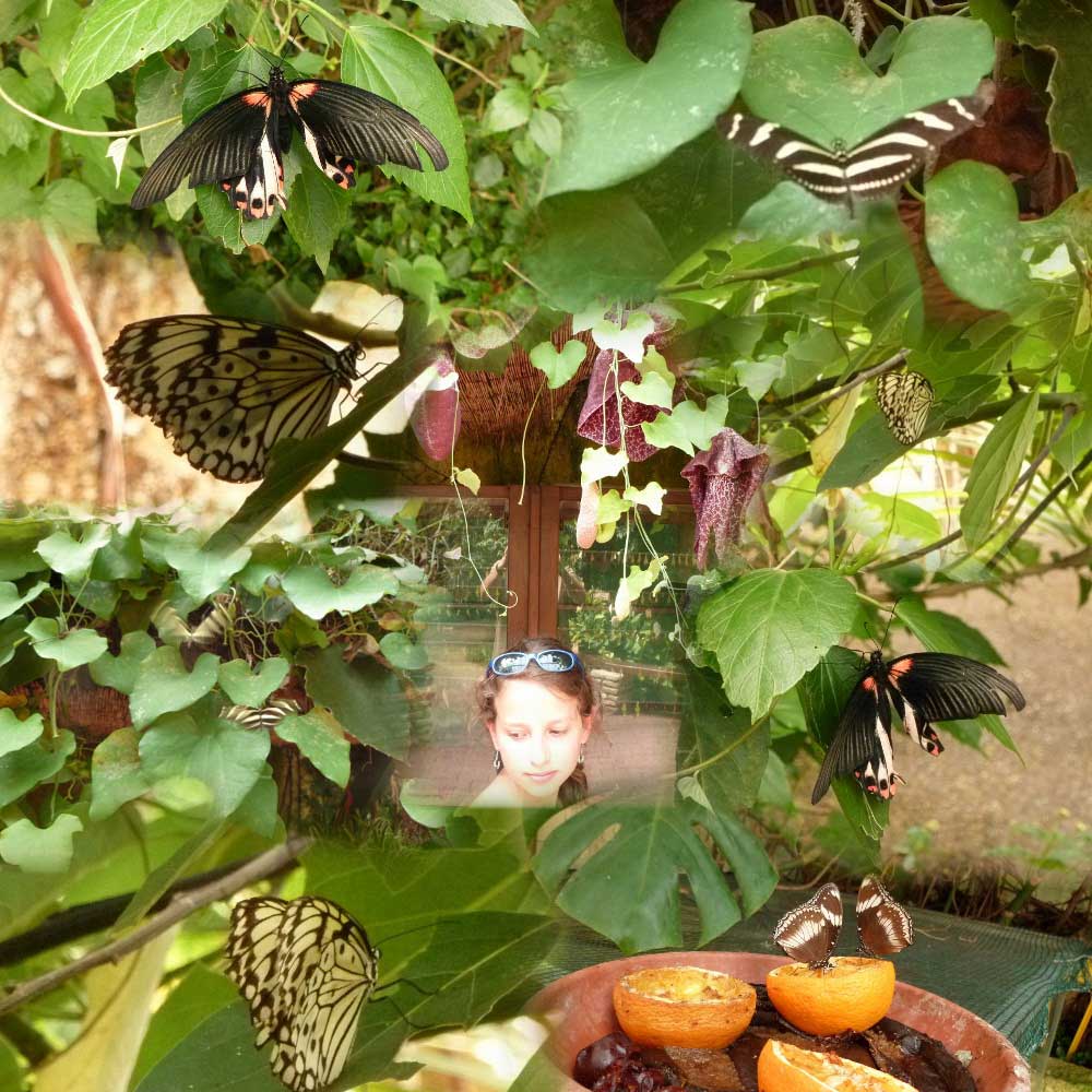 Au paradis du papillon  Sanguinet