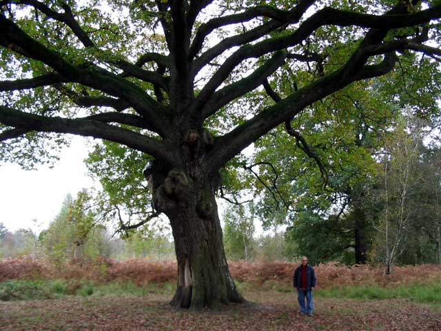 Papytane au pied de son arbre