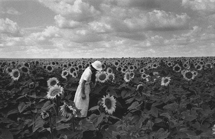 Champ de Tournesols Ile-de-France 1987