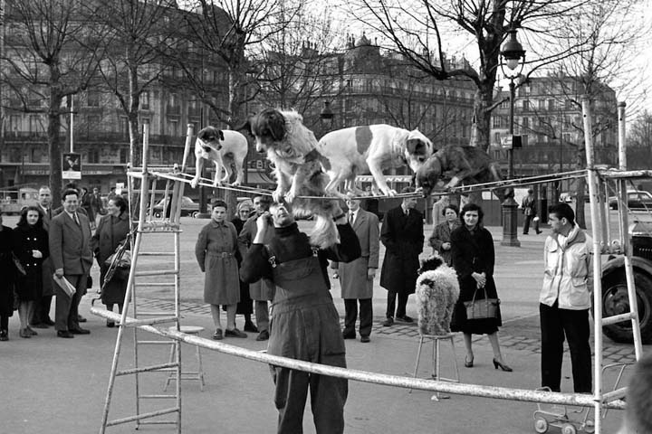 Le dresseur 1950