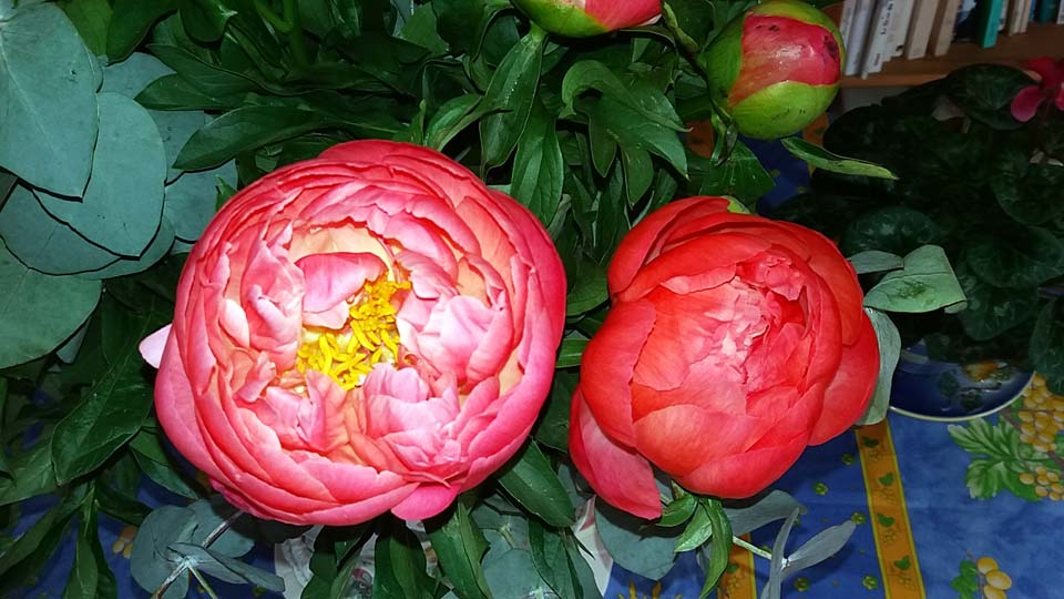 bouquet de pivoines