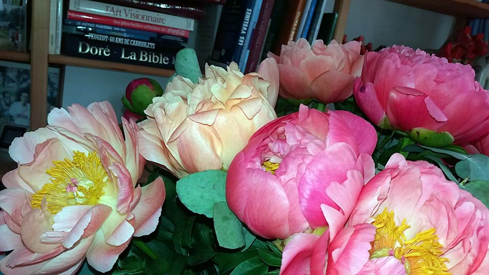 bouquet de pivoines