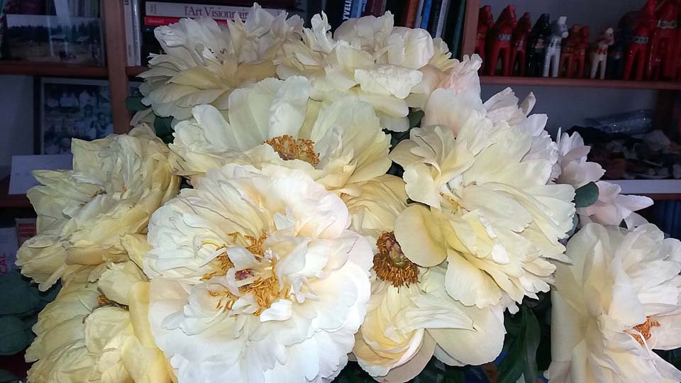 bouquet de pivoines