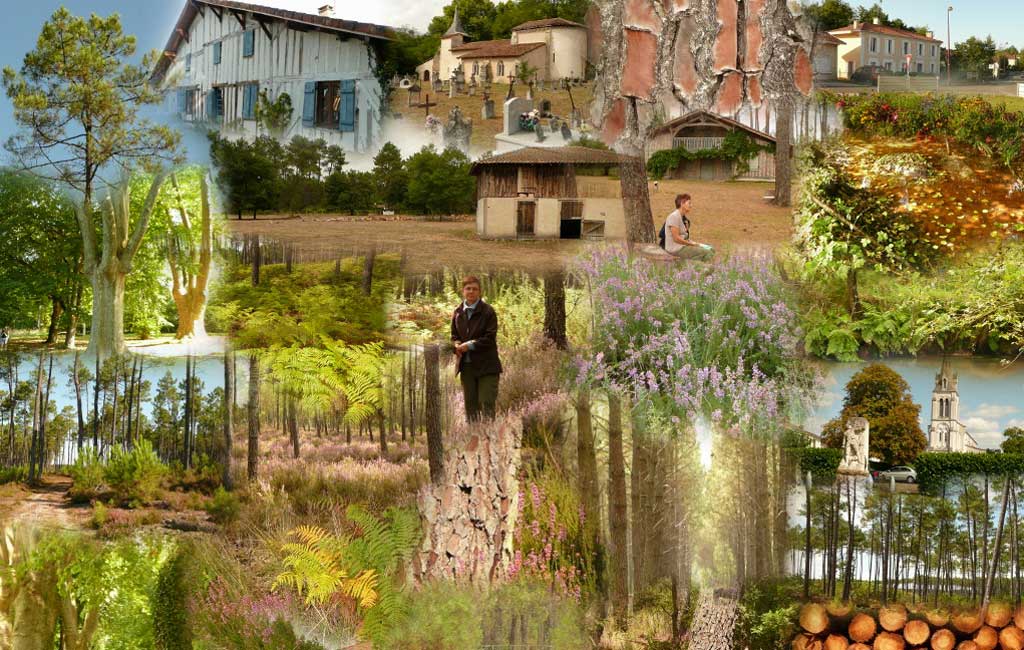 collage : Paysages de PISSOS (Landes de Gascogne)