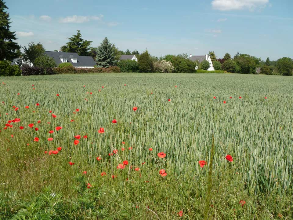 Coquelicots devant le Clos de la Vigne à Ozoir-la-Ferrière