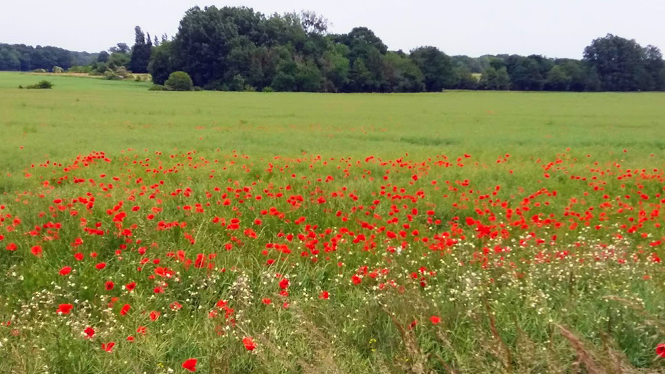 Coquelicots à Pézarches