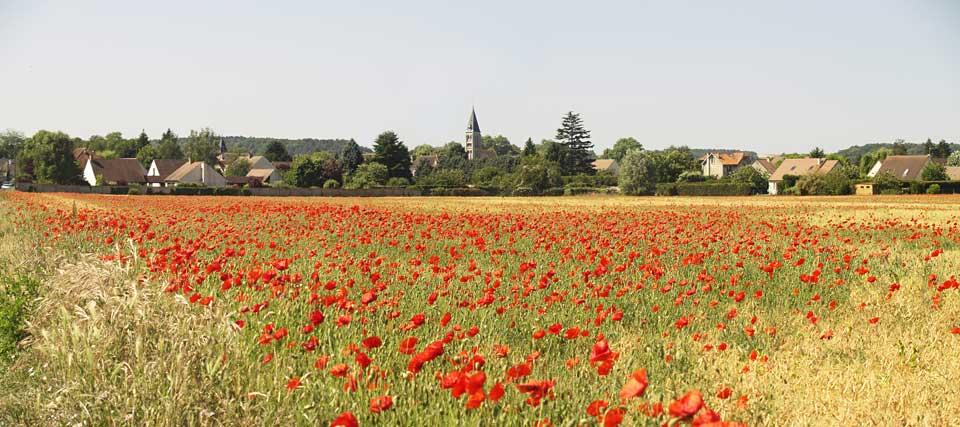 Coquelicots à Milly-la-Forêt