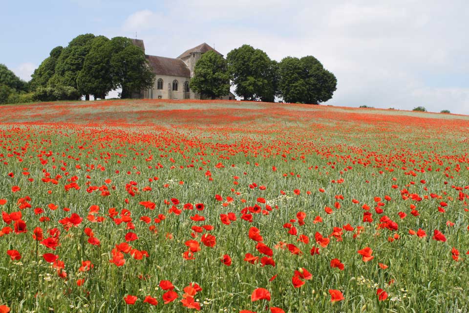 Coquelicots à Doue