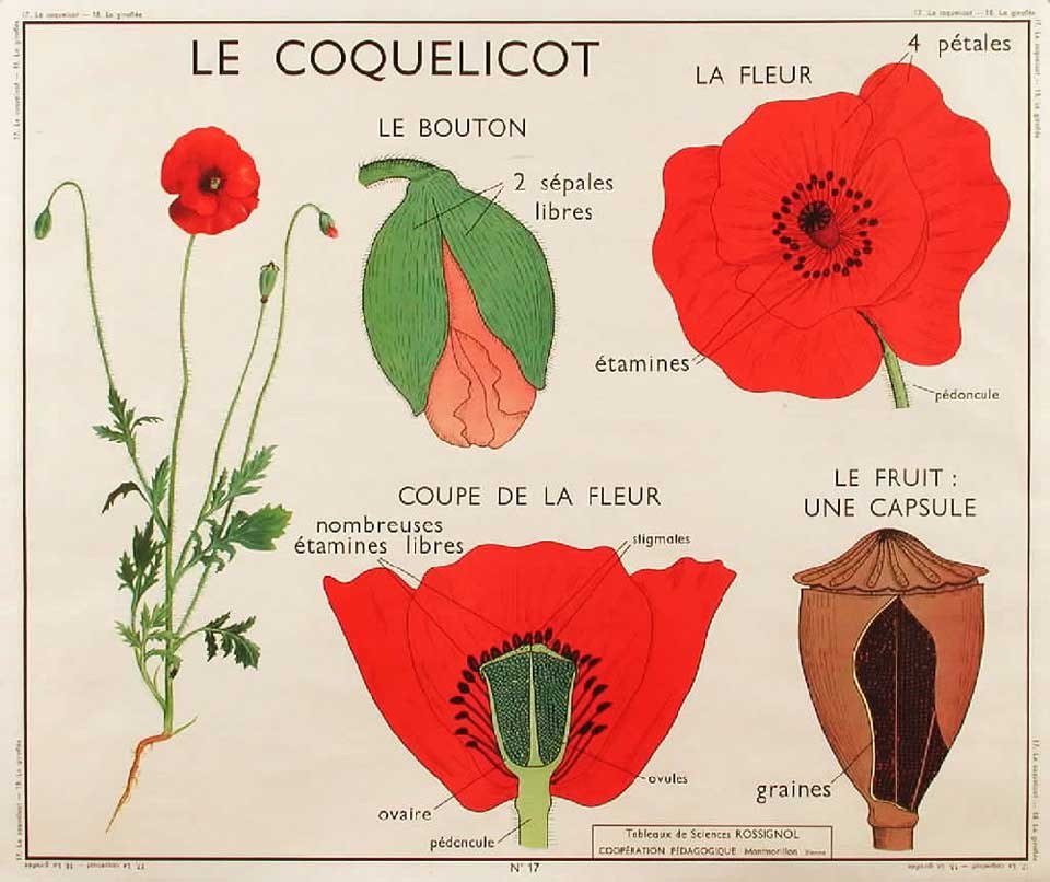 planche de botanique Le coquelicot