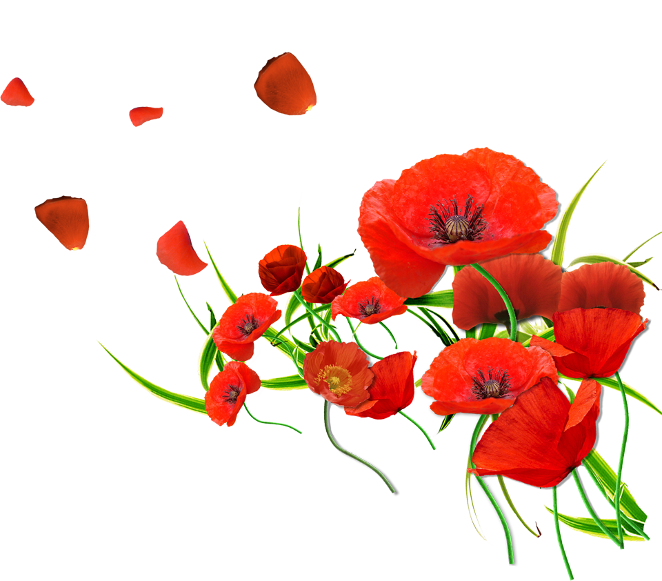 coquelicots