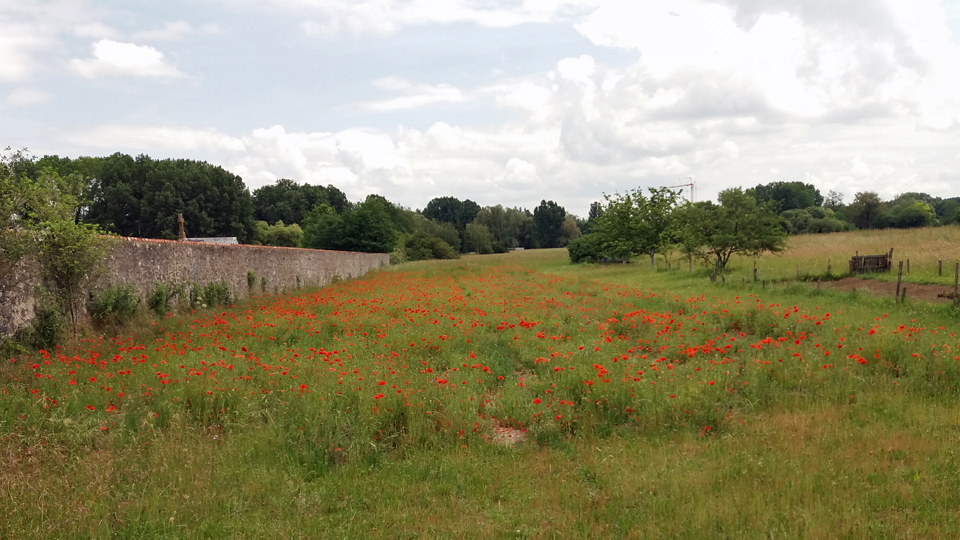 Champ de coquelicots à Larchant