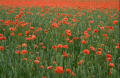 Les coquelicots, c'est l'été !