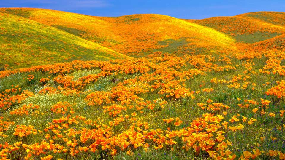 Antelope Valley California Poppy Reserve