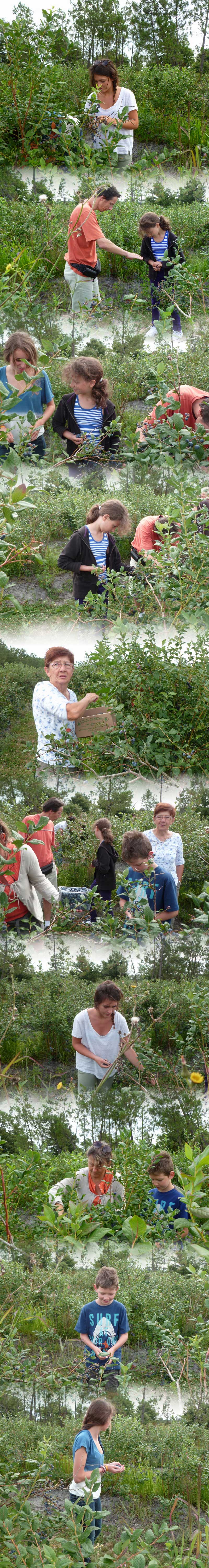 Au Domaine des Myrtilles