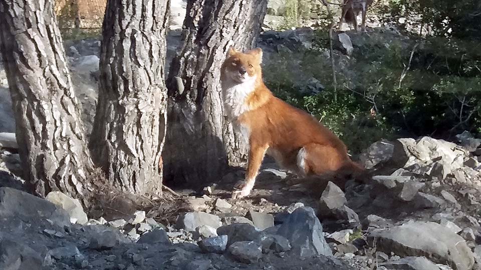 parc animalier Ecozonia