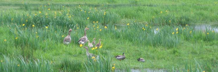 Cliquer sur l'image pour parcourir l'album - ici
 oies et canard de ce printemps