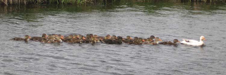 Une sacrée famille de canards dans la gravière à Angèle
