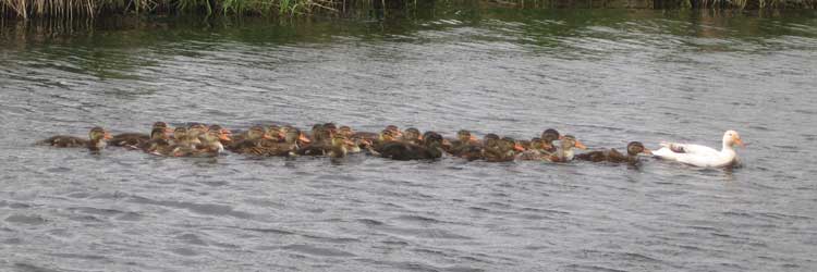 Une sacre famille de canards dans la gravire  Angle