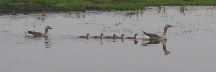 La famille d'oies elle n'a que 5 petits !