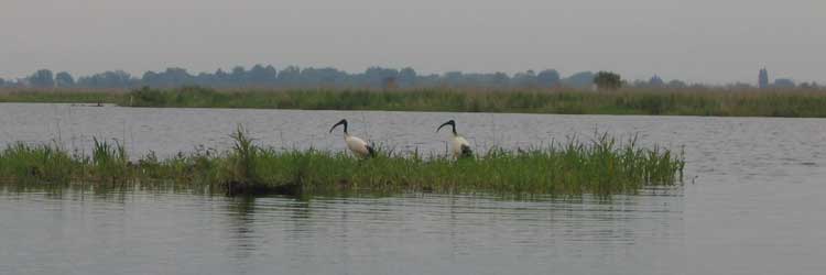 Les ibis sacrés au milieu du canal