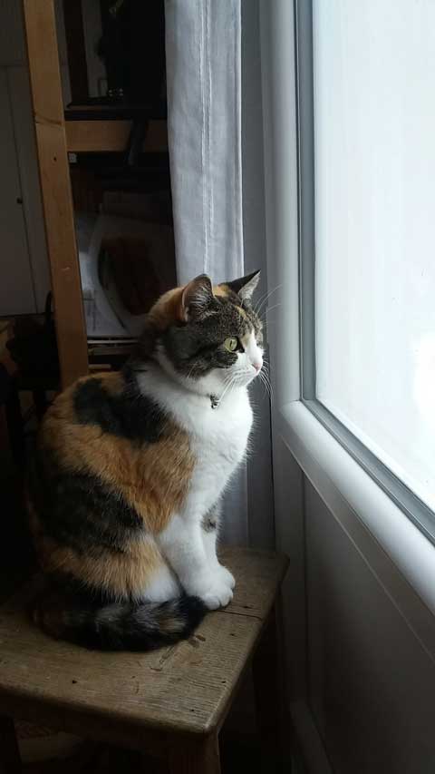 Féline à la fenêtre