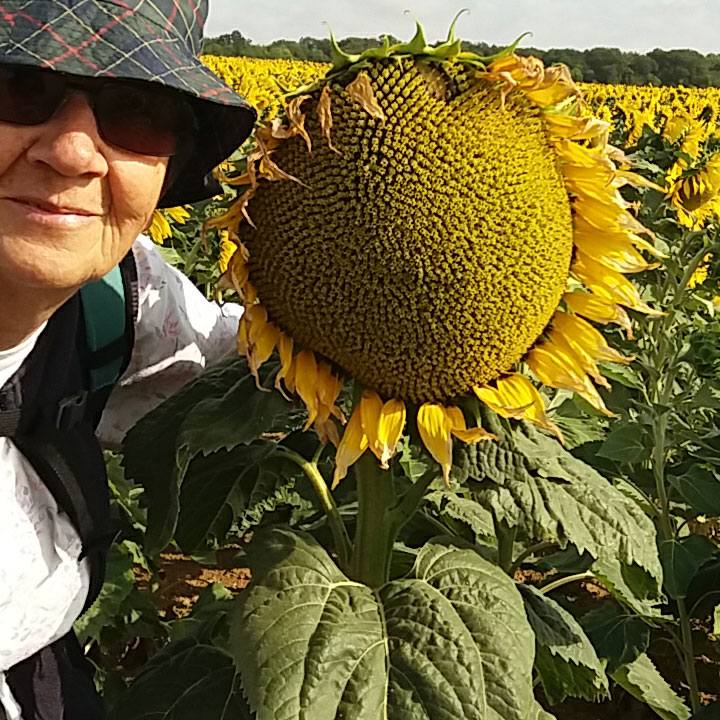 Fernande et le tournesol