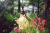 ( jardin de la maison Folio à Hell-Bourg )