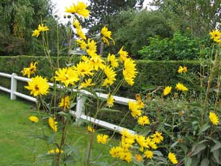 ( Heliopsis )