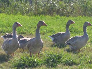 par quatre <b>Les oies</b>