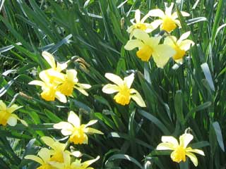 au printemps <b>Les jonquilles</b>